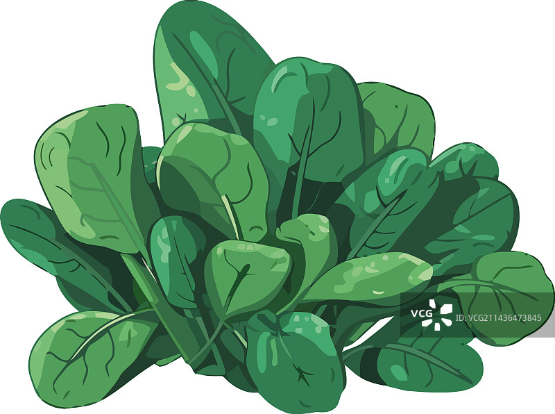 新鲜绿色沙拉健康素食图片素材