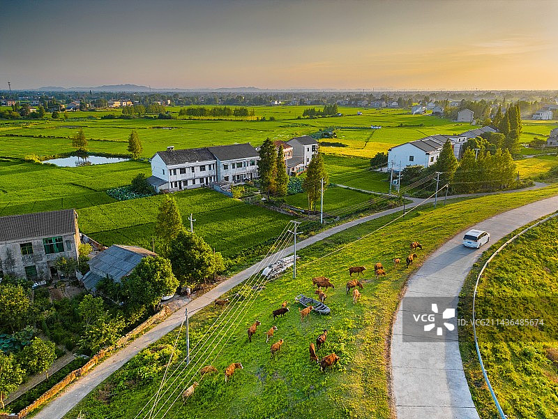 乡村 农村 放牛 夏天 田野 湖南益阳 资江图片素材