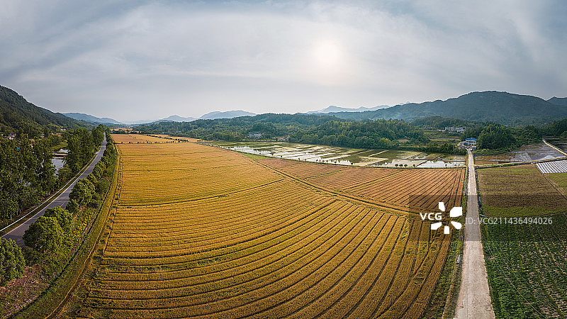 湖北罗田县大别山小麦风光图片素材