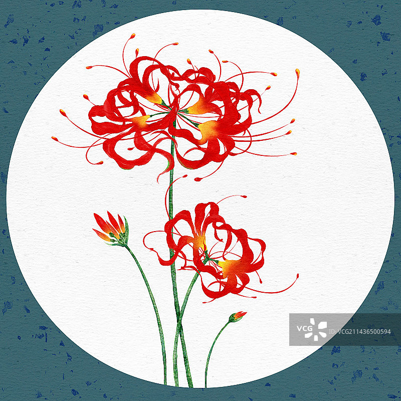 彼岸花图片素材