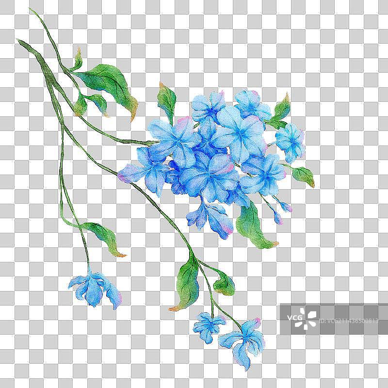 蓝雪花图片素材