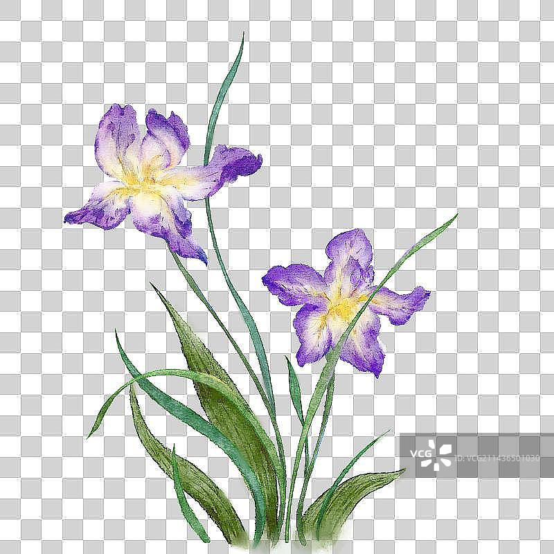 鸢尾花图片素材