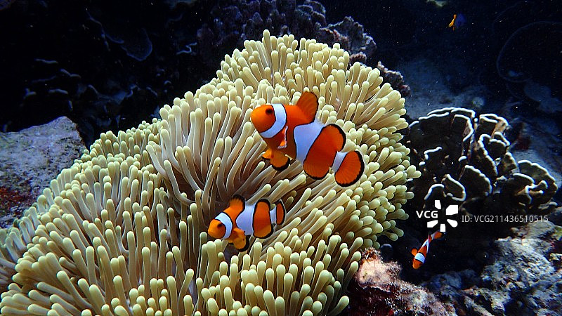海洋 海洋生物 水下摄影 泰国 潜水 浮潜图片素材