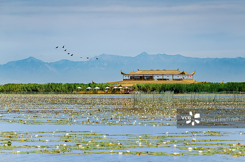 湿地莲海图片素材