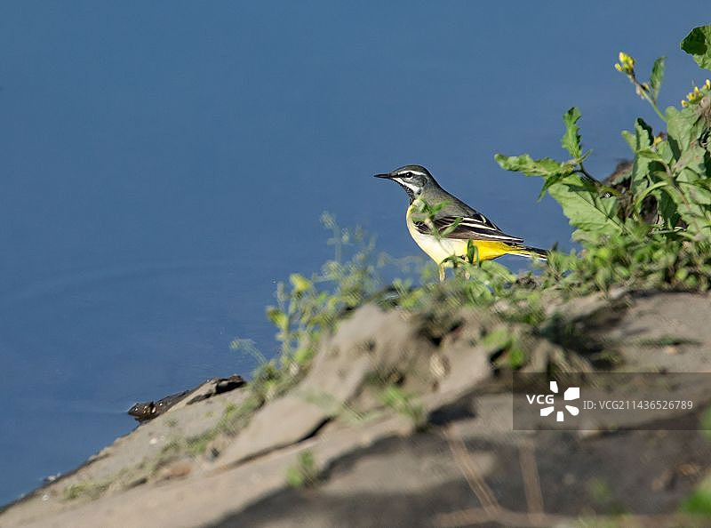 灰鹡鸰：“春天了，到河边溜达溜达！”图片素材