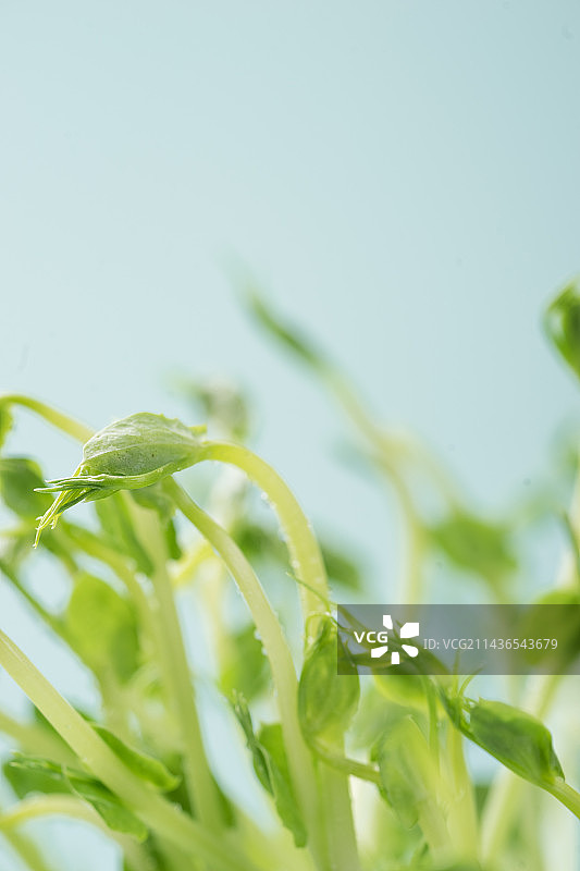 静物微距蔬菜绿色食品豆苗特写图片素材