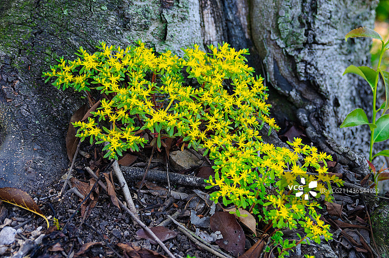 佛甲草图片素材
