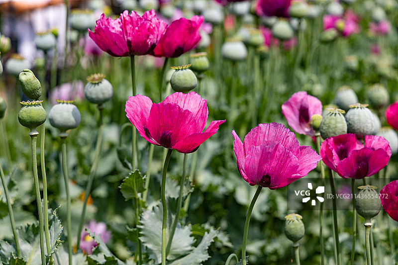 中国国家植物园罂粟、珍爱生命远离毒品、美丽的花图片素材