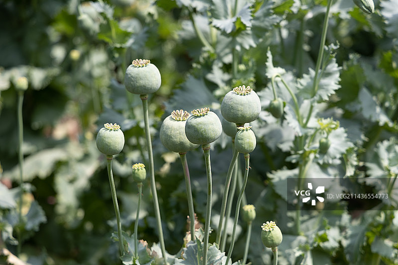 中国国家植物园罂粟、珍爱生命远离毒品、美丽的花图片素材