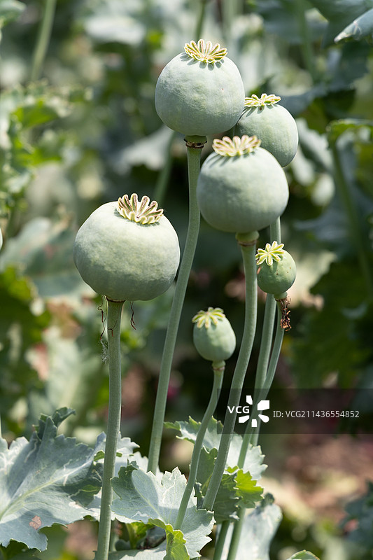 中国国家植物园罂粟、珍爱生命远离毒品图片素材