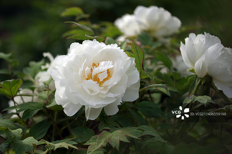 户外盛开的白牡丹特写图片素材