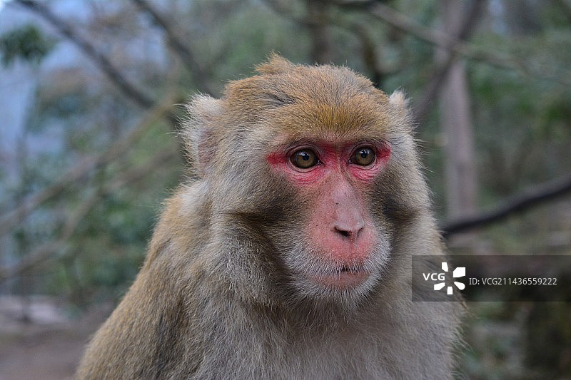 猴子的深邃的眼眸图片素材
