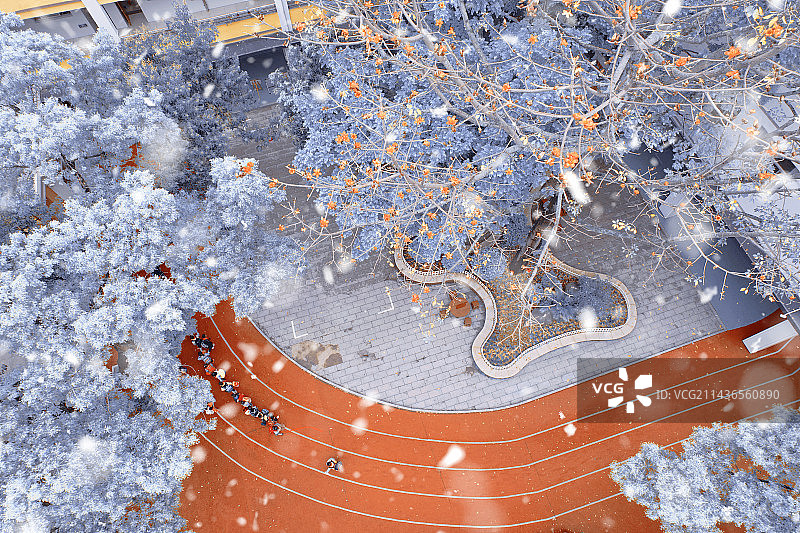 雪中木棉图片素材