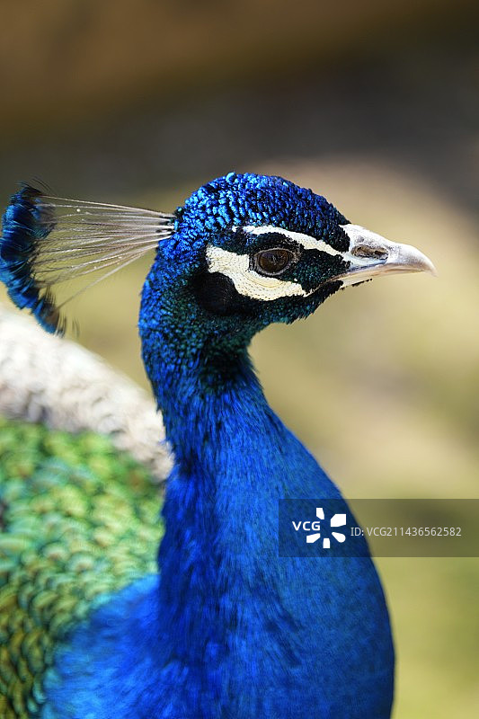 北方森林动物园图片素材