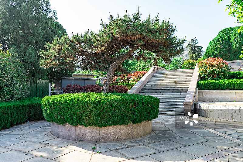 中国非都市风光拍摄主题，山东泰安泰山区革命烈士陵园公园，花坛里的圆柏松树柏树，户外白昼无人图像摄影图片素材