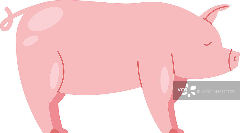 可爱的小猪站立图片素材