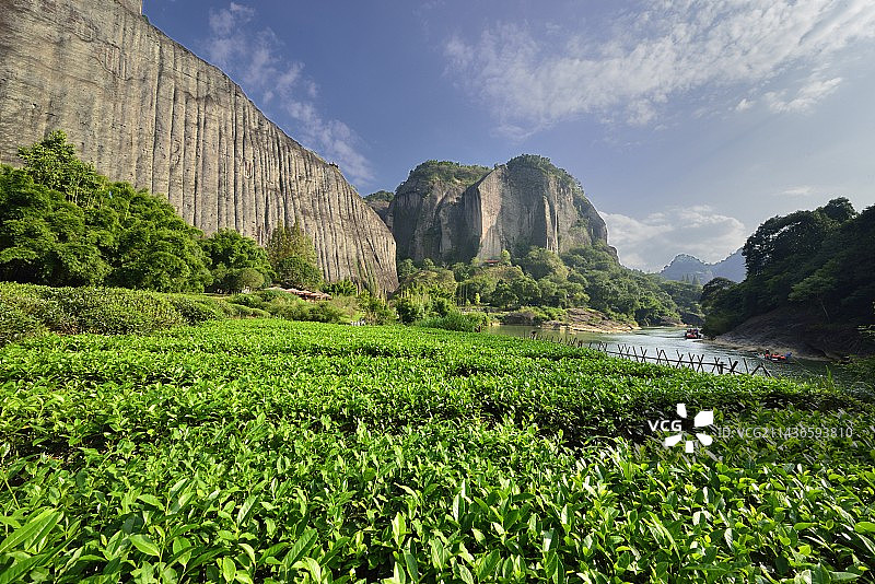 武夷山茶园图片素材