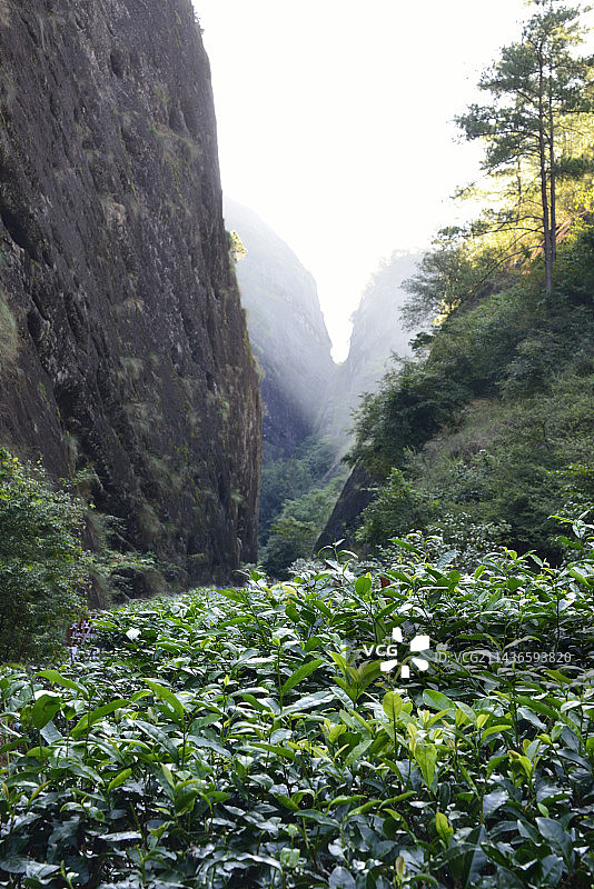 武夷山茶园图片素材