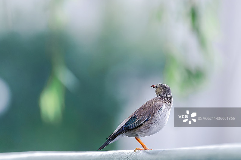 一组丝光椋鸟的特写镜头图片素材
