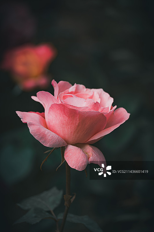 户外盛开的粉红玫瑰特写镜头图片素材