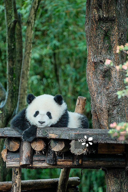 可爱的大熊猫和女明星花花图片素材