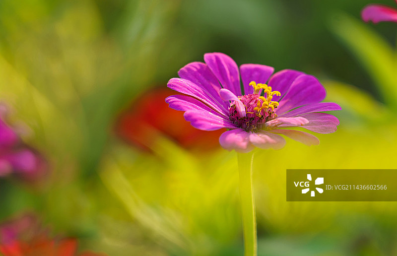 百日菊图片素材