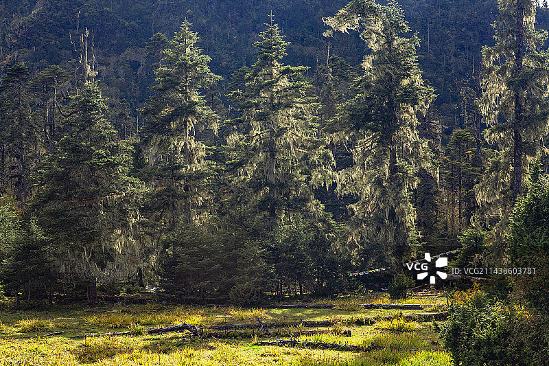 西藏南伊沟图片素材