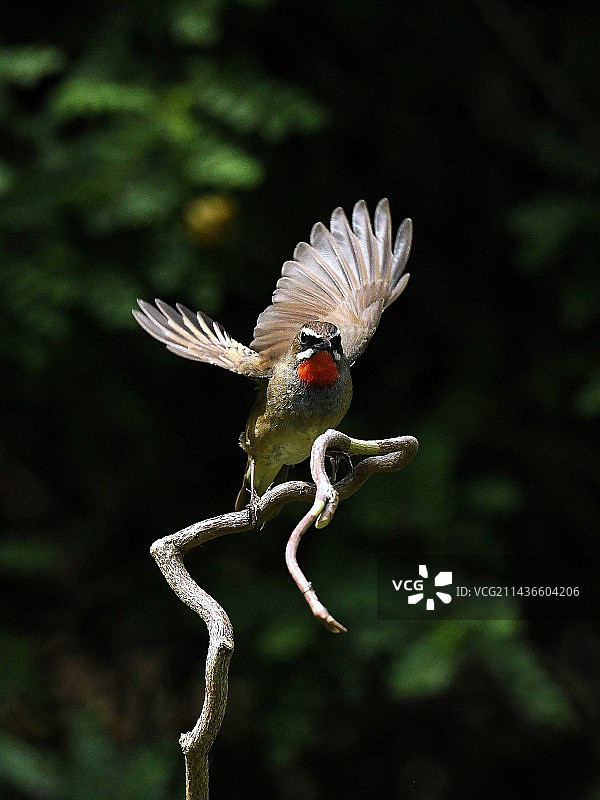 鸟栖息在树枝上的特写镜头图片素材