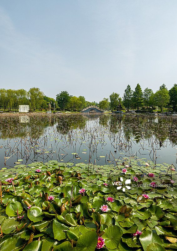 初夏时节的山东济宁太白湖风景区荷花池睡莲花开与李白杜甫雕像图片素材