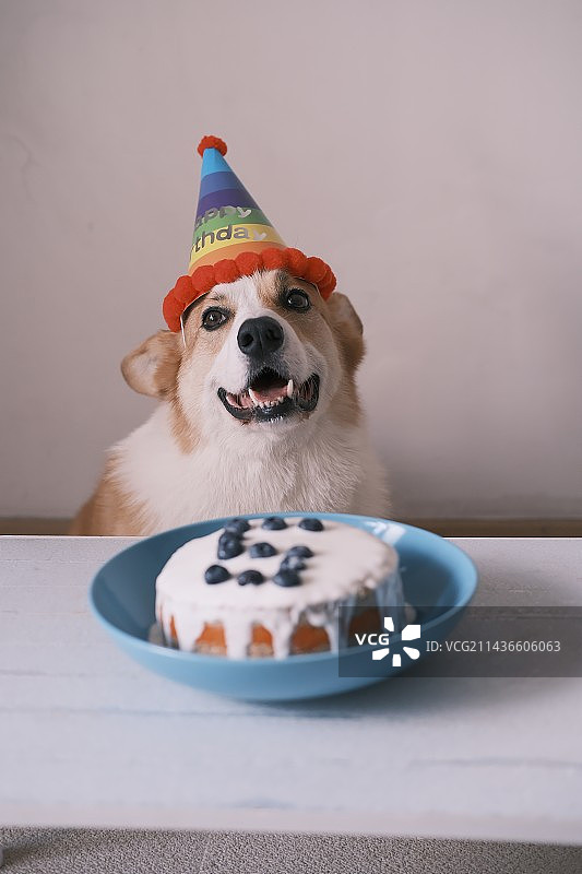 甜美小狗图片素材