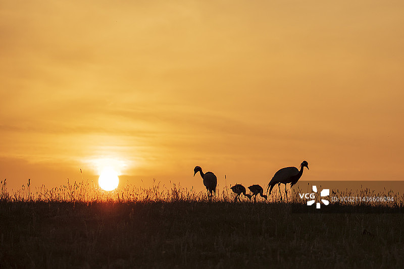 晨光中的蓑羽鹤一家图片素材