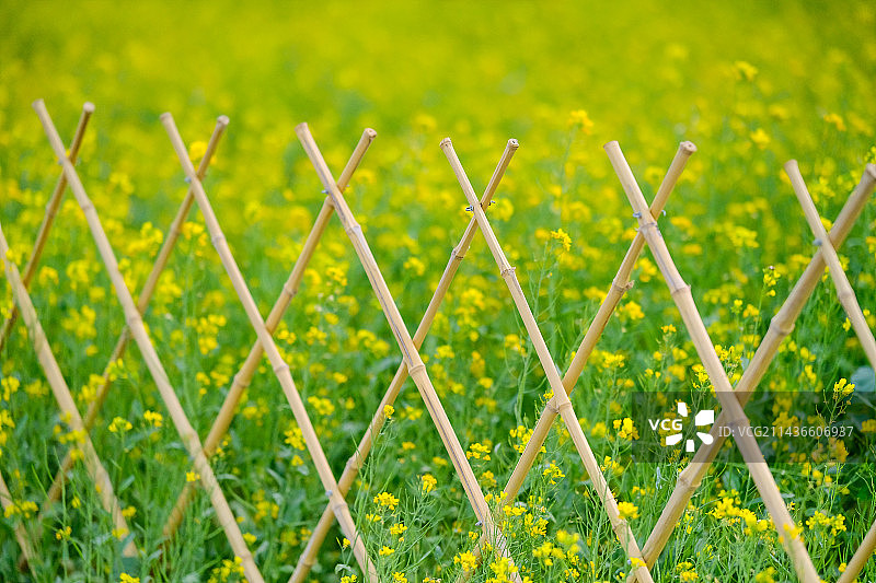 温榆河公园油菜花田图片素材