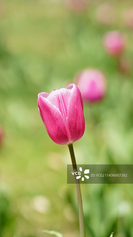 郁金香图片素材