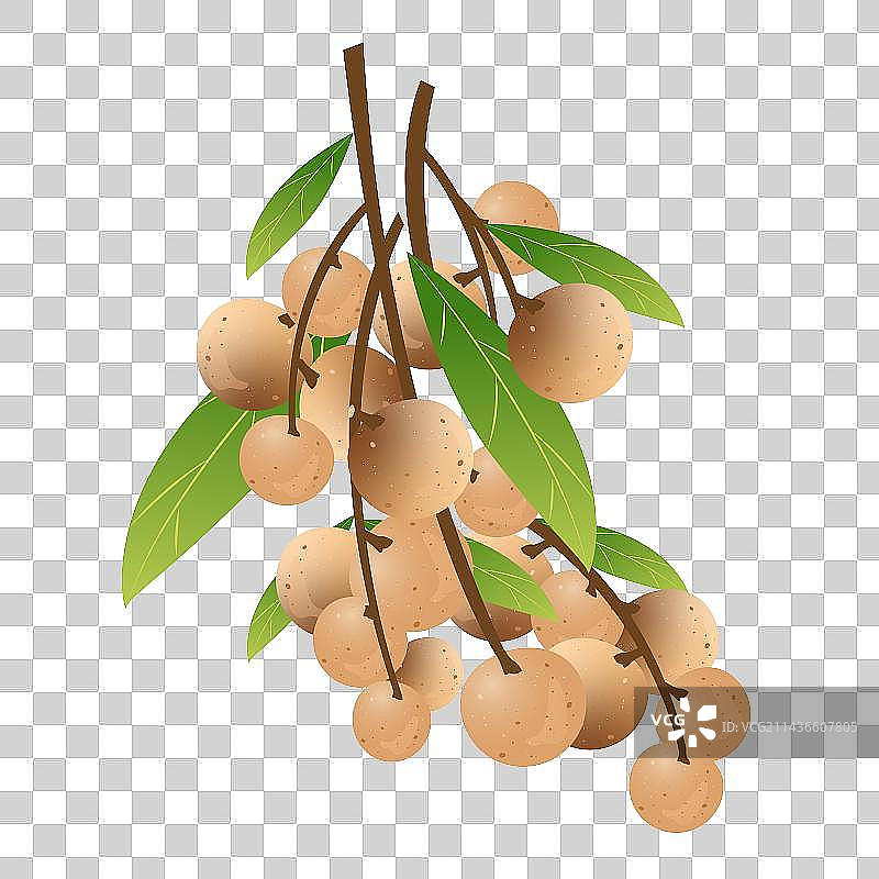 中国处暑节气亚热带水果龙眼滋补品桂圆图片素材