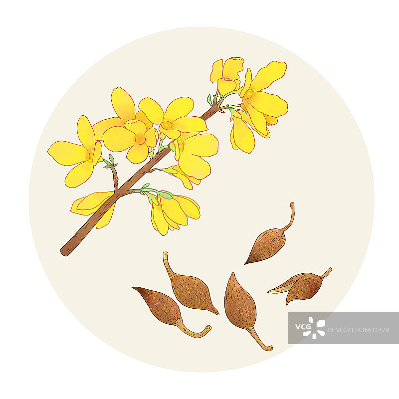 手绘水彩中药药材连翘插画图片素材