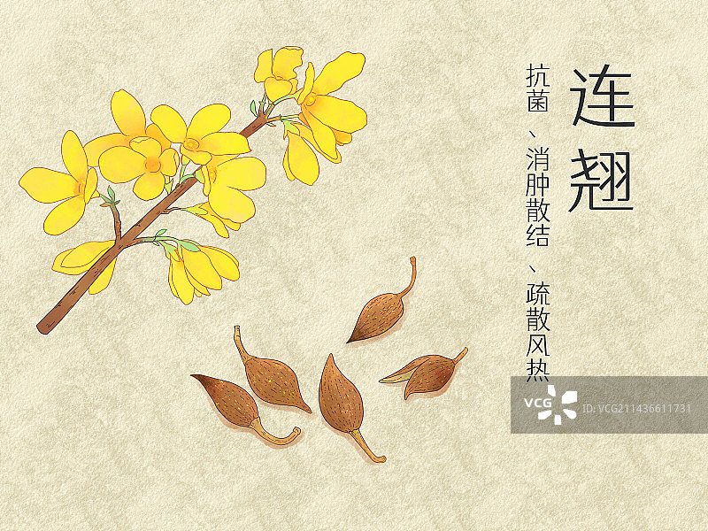 手绘水彩中药药材连翘插画图片素材