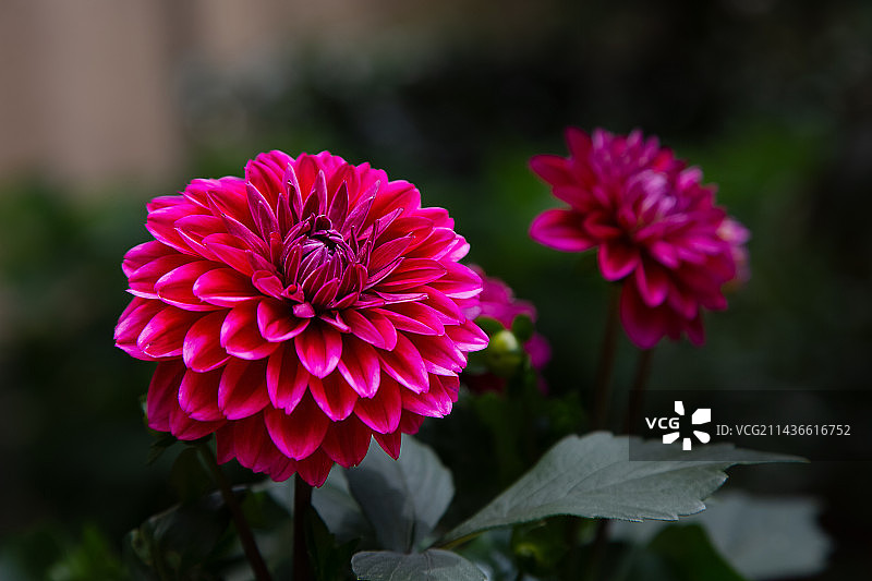 大丽花特写图片素材