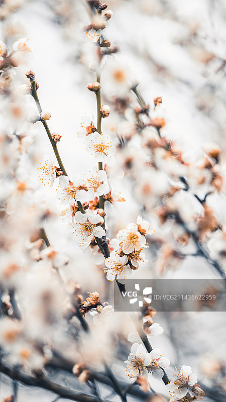 南京梅花山二月梅图片素材