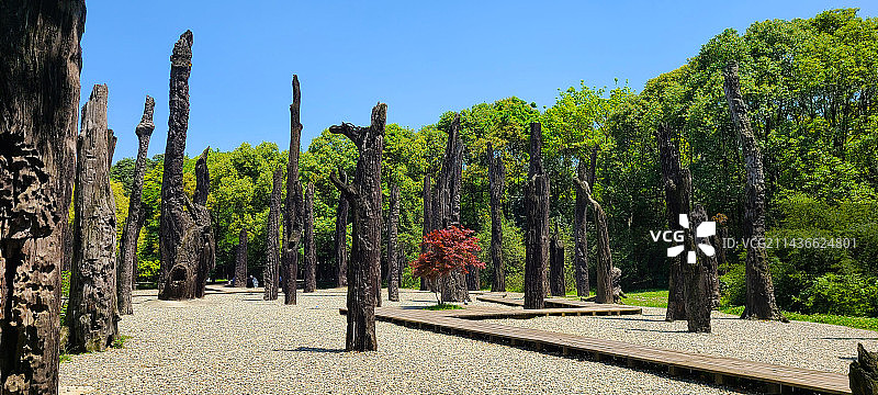 金沙遗址博物馆 乌木林图片素材