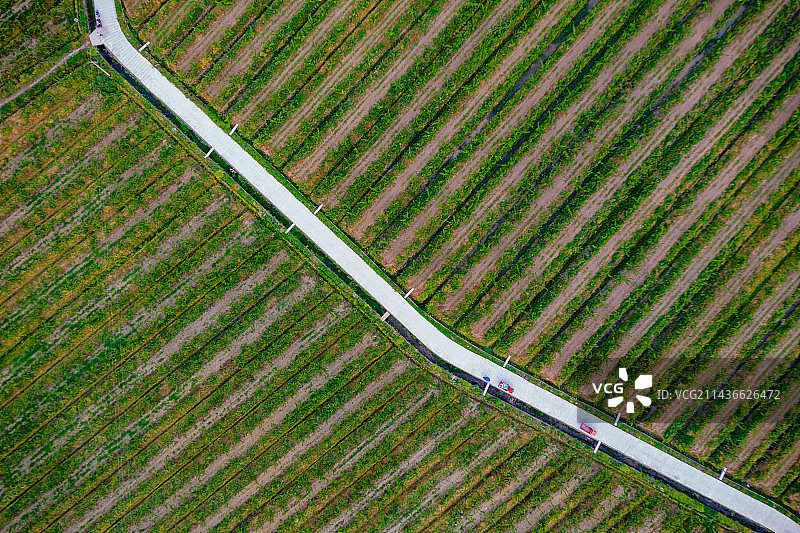 俯瞰果园图片素材