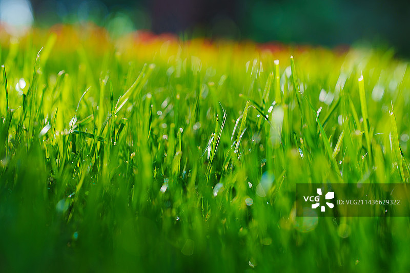 草地上的雨滴，夏季清晨草地上晶莹剔透的露珠图片素材