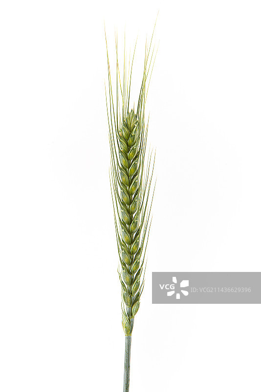 白色背景上的小麦麦穗图片素材