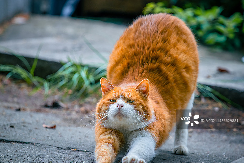 猫的特写肖像图片素材
