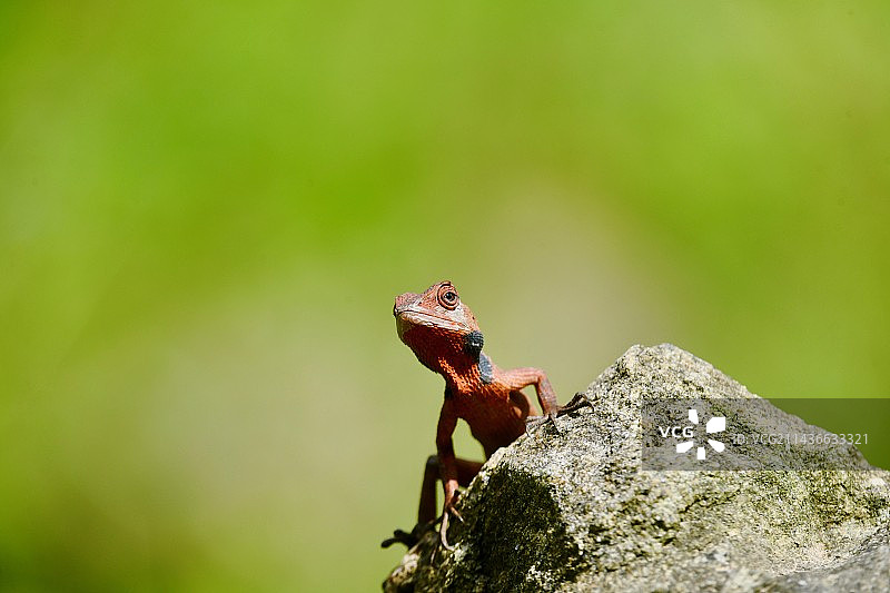 变色龙图片素材