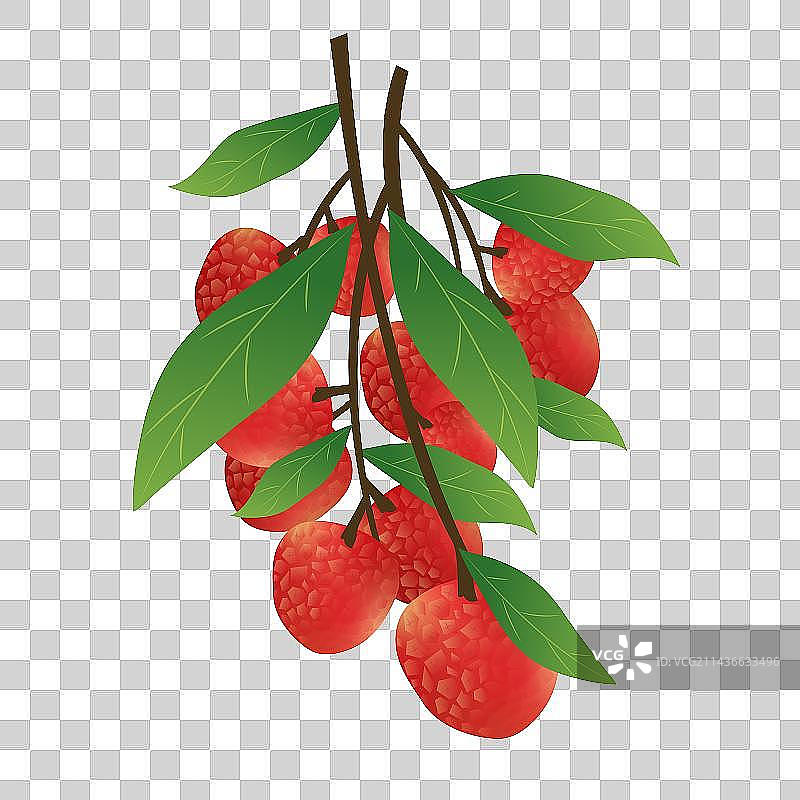 中国芒种节气亚热带水果龙眼滋补品桂圆图片素材