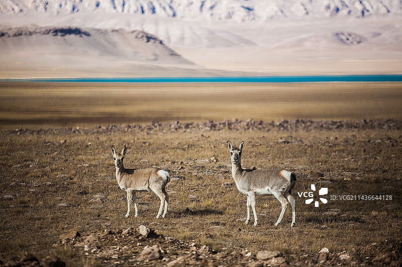 藏原羚图片素材