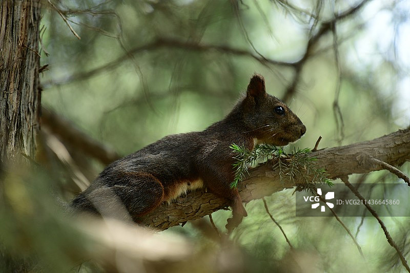 魔王松鼠图片素材