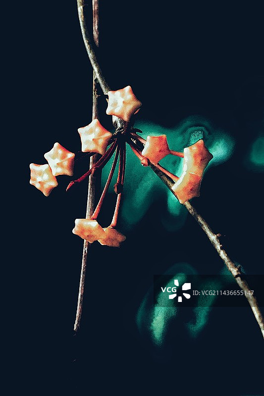 球兰花蕾图片素材