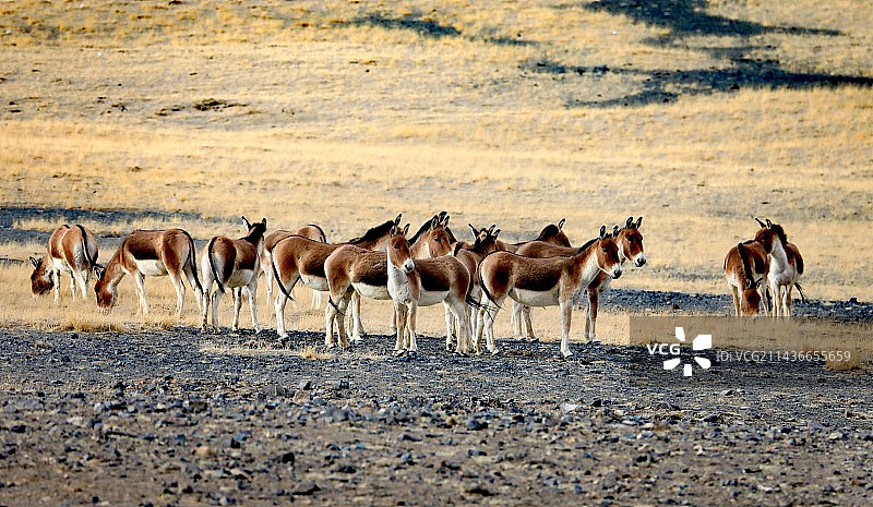 西藏阿里的野驴图片素材