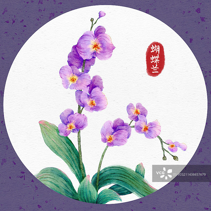 蝴蝶兰图片素材